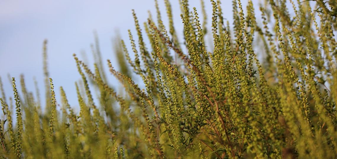 Photo of ragweed