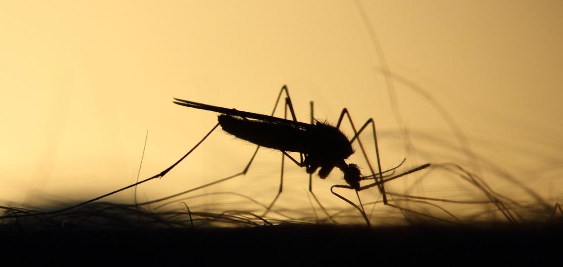 Silhouette of a mosquito on a hairy arm. 