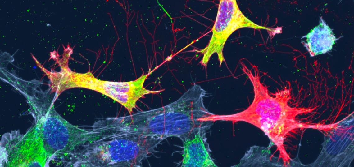 Brightly colored molecules as seen at high magnification