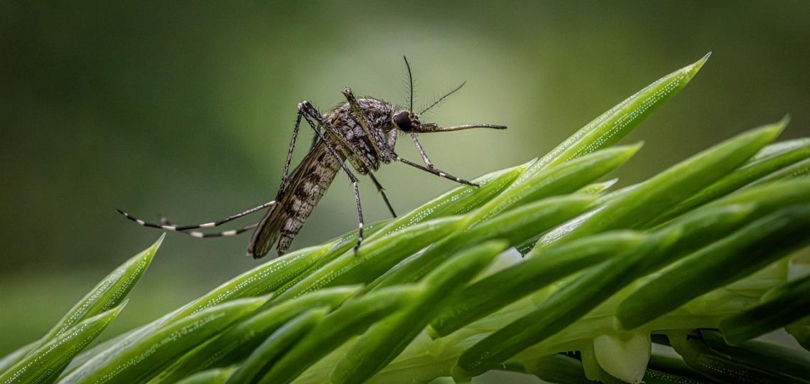 A close up photograph of a mosquito on green plant