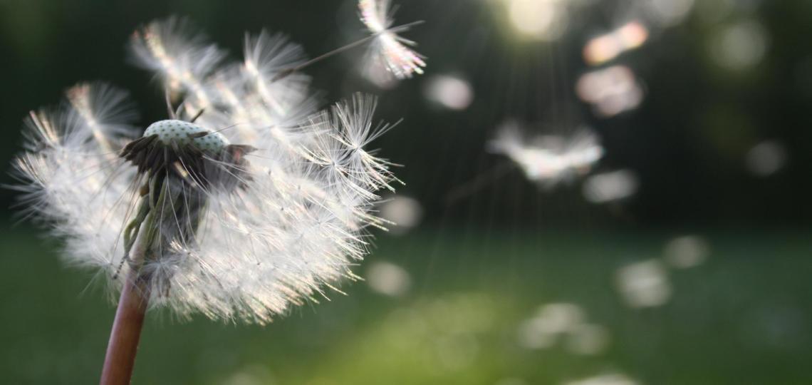 Close up of dandelion with its seeds blowing in the wind. 