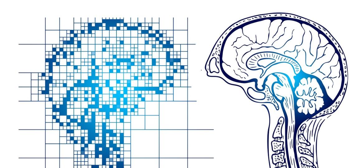 I drawing of a dot matrix-like brain next to a mirror image of an anatomical brain to represent AI brain research.