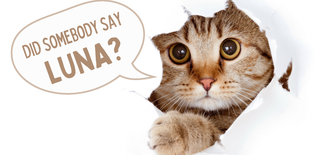 A cat poking it's paw and head through a hole with a speech bubble saying "Did somebody say LUNA?" 