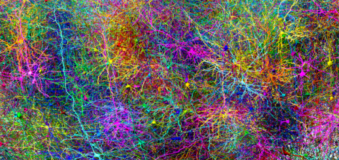 This image shows a subset of the more than 1,000 of the 120,000 brain cells (neuron + glia) reconstructed in the MICrONS Project. Image Credit Allen Institute