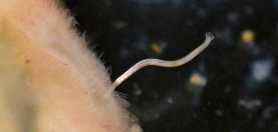 zoomed in photo of a hookworm