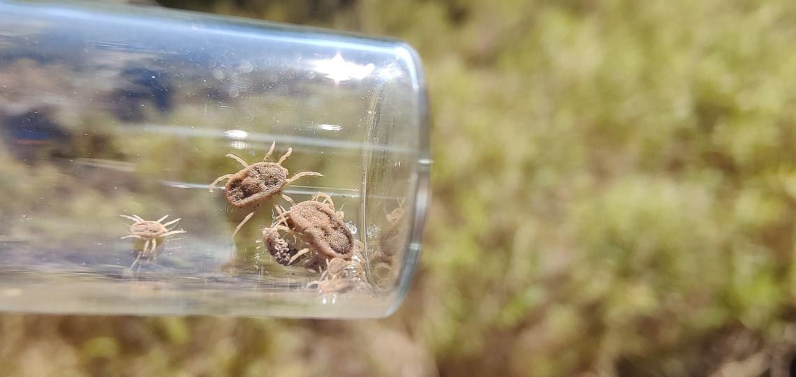 Image of a soft tick