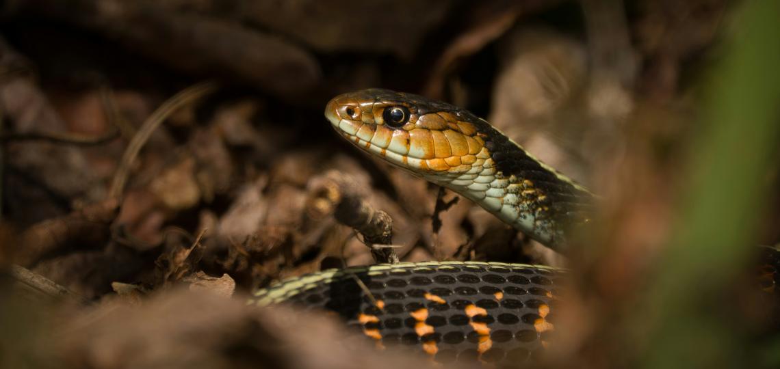 Close up of snake in grass