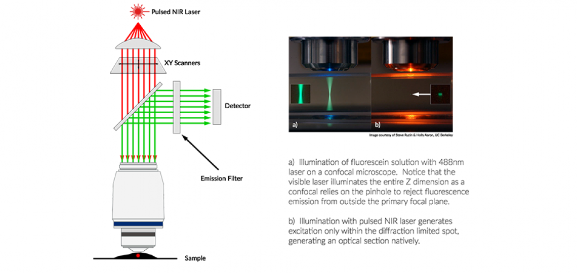 MultiPhoton Microscopy