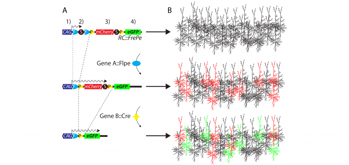Mouse Intersectional Genetics