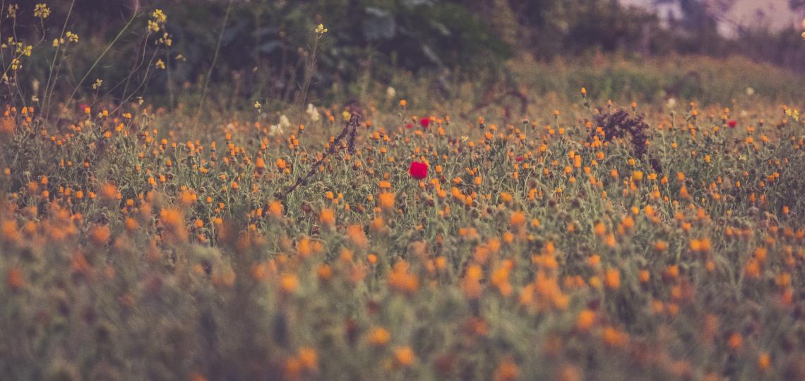 Infection or allergies? What to know about springtime sinus