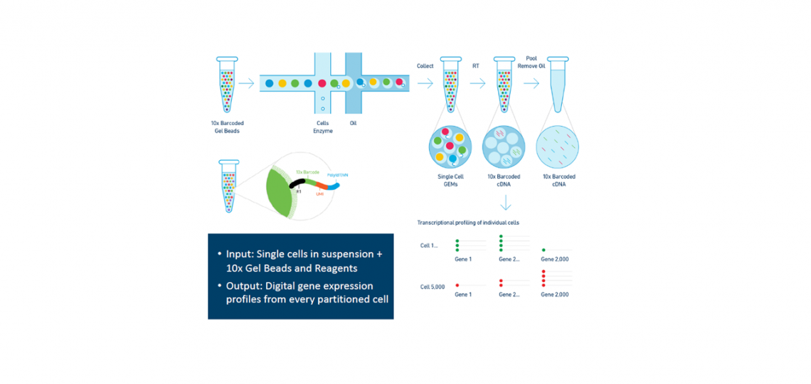 Chromium from 10x Genomics