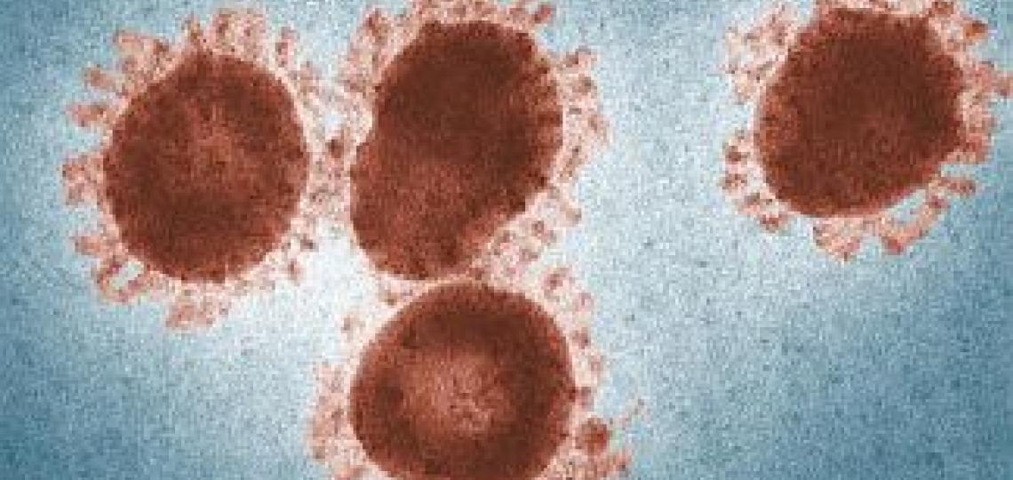 Image of a coronavirus showing the crown-like (corona) appearance.