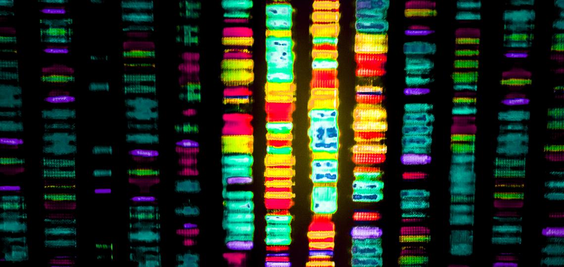 Research team develops new genetic tool to expand library of fruit flies and accelerate biomedical discovery