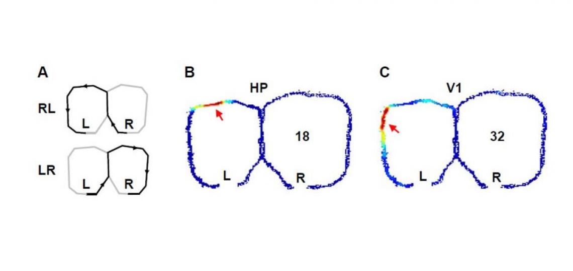 Activities of a pair of simultaneously recorded hippocampal (B) and visual cortical (C) cells while a rat was alternating two trajectories on a figure-8 shaped maze to receive food rewards at the ends (L, R) of the trajectories (A). The number of spikes p