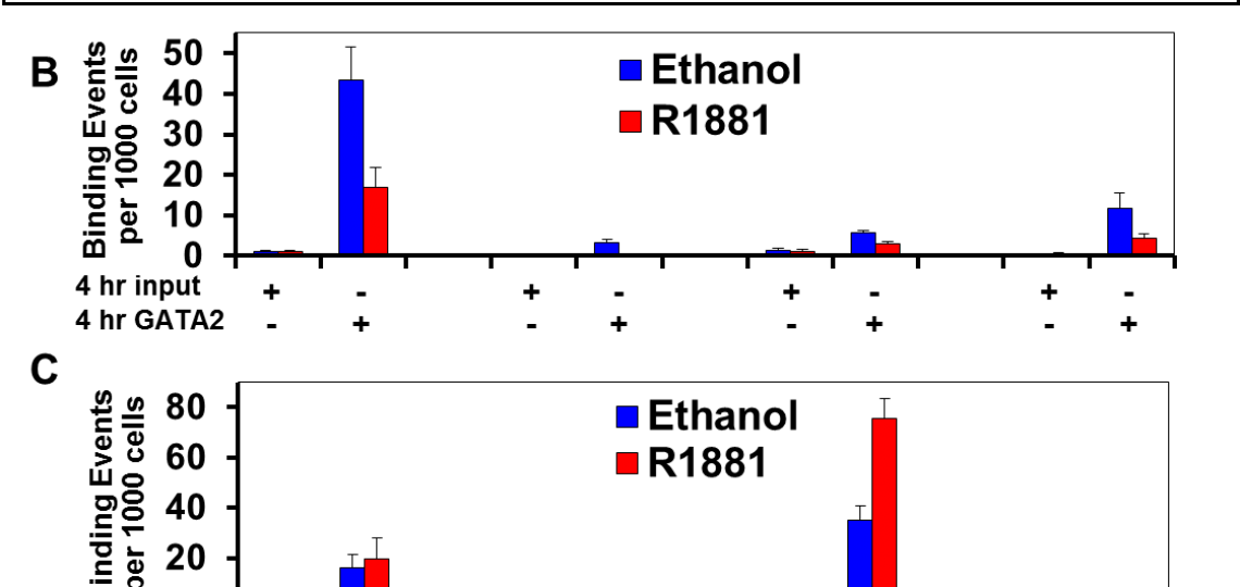 ChIP-Seq demonstrates recruitment of GATA2 and AR to the AR gene locus in LNCaP cells