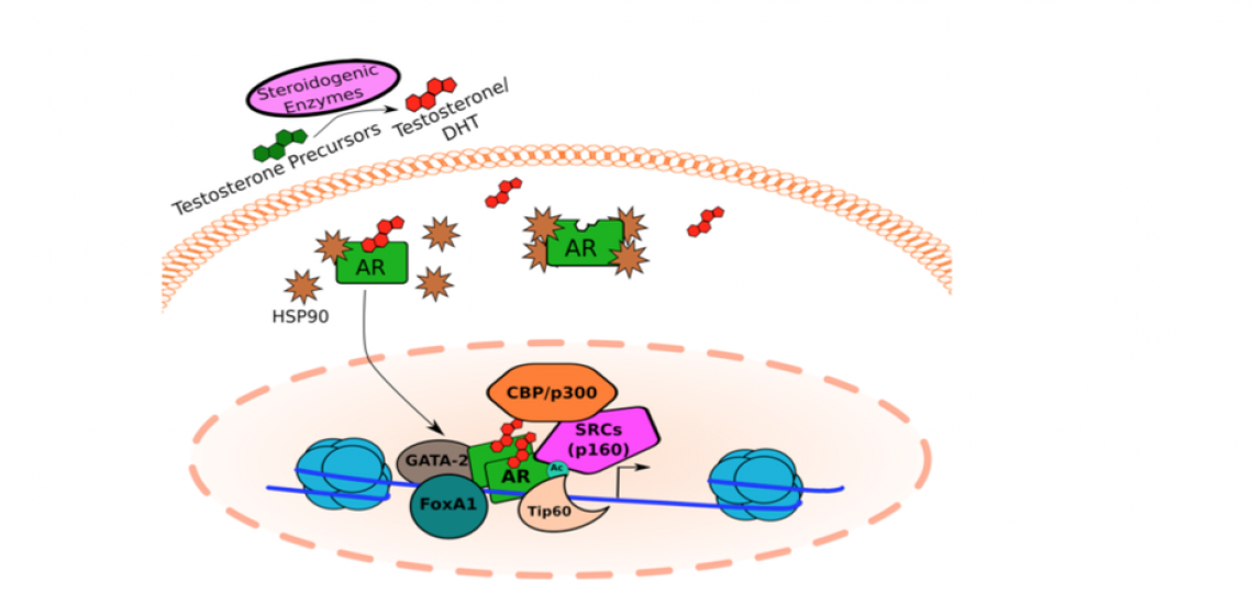 Gata2 Fig2