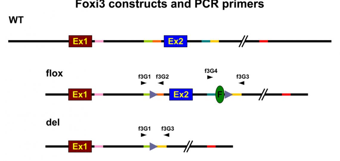 foxi3-genotype2-3.jpg