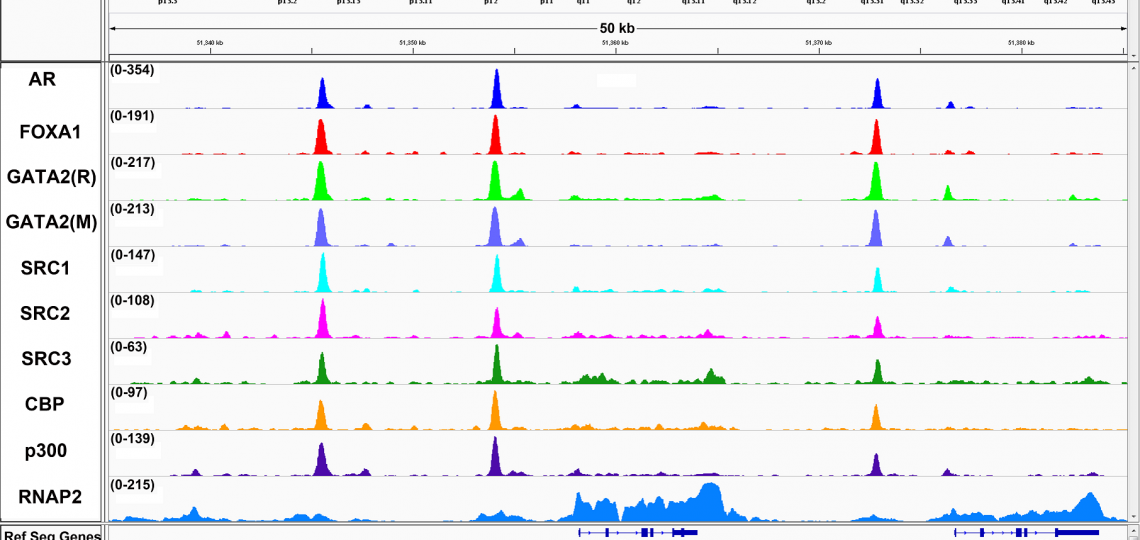 Representative ChIP-Seq results from the KLK3/KLK2 gene locus, demonstrating that GATA2 co-localizes on chromatin with AR, FOXA1, SRC1, SRC2 and SRC3, CBP, p300 and RNA Polymerase 2 (RNAP2). We used two antibodies against GATA2
