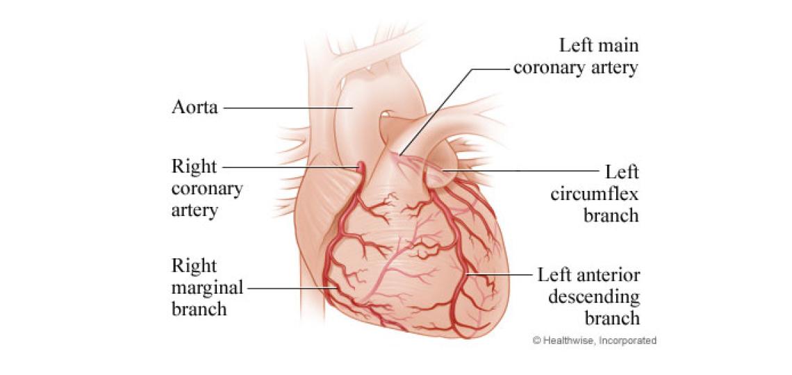 Coronary arteries