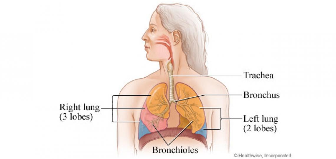Lung anatomy
