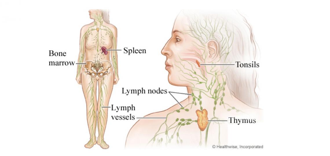 Neck Dissection