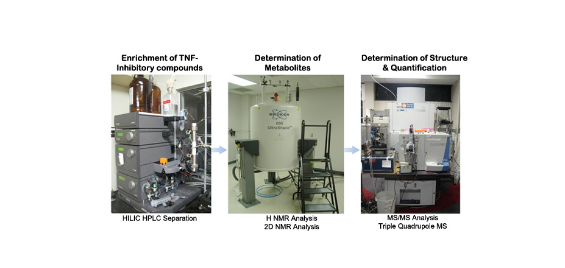 Histamine derived from probiotic Lactobacillus reuteri suppresses TNF via modulation of PKA and ERK signaling.