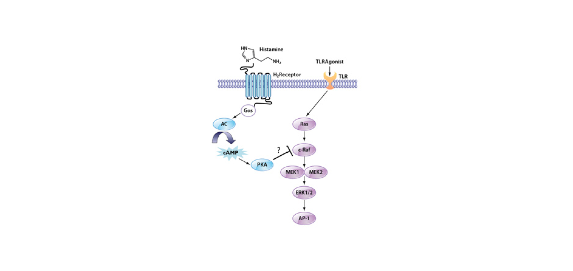 Histamine Produced by L. reuteri Inhibits TNF by Interacting with the H2 Receptor and inhibiting ERK Signaling
