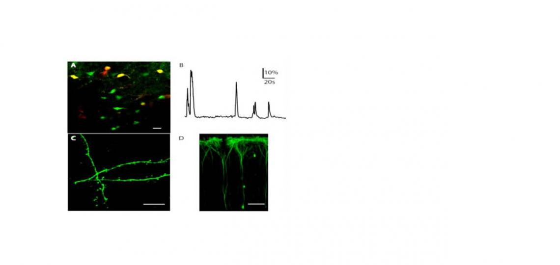 Iddrc microscopy image