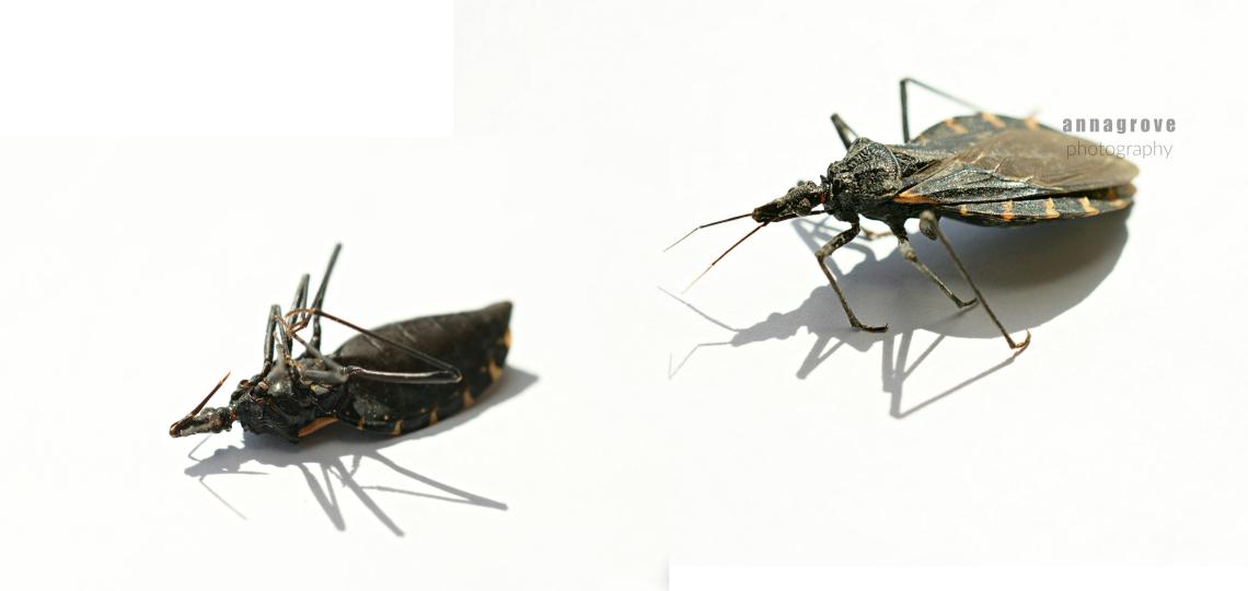 kissing bug closeups
