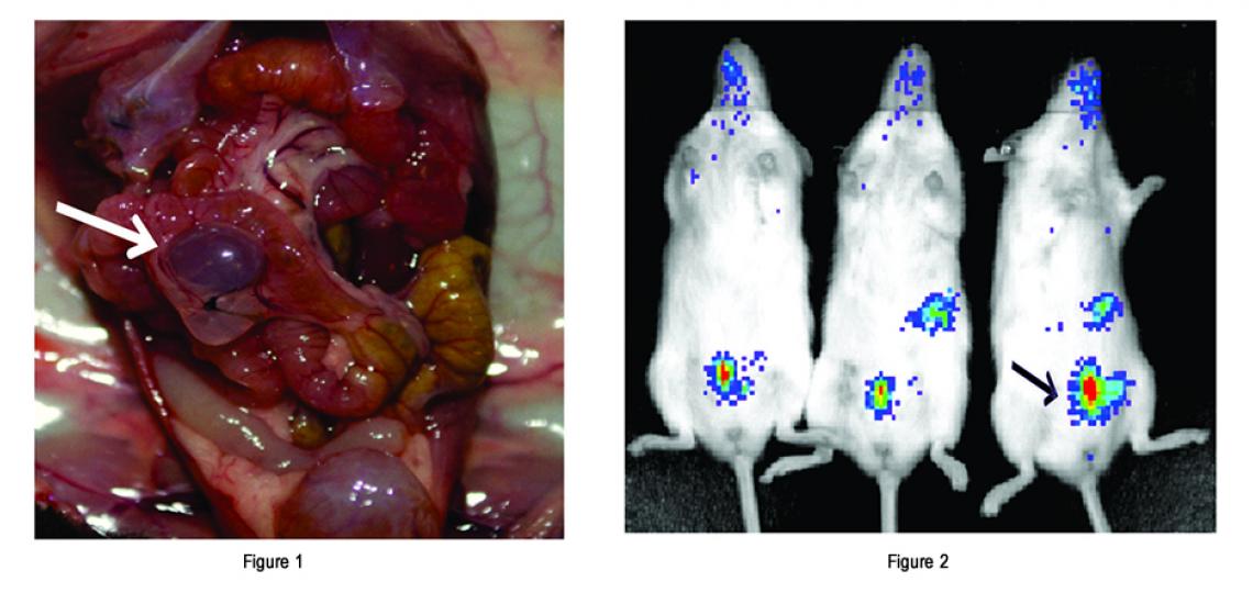 Figure 1: Surgical induced endometriotic tissue; Figure 2: Imaging of endometriotic tissues