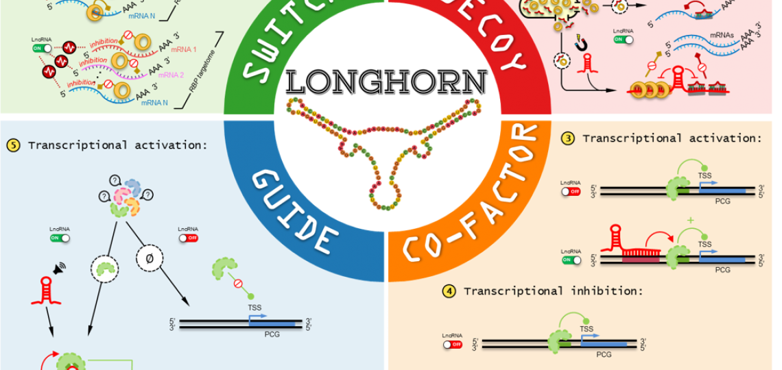 longhorn7