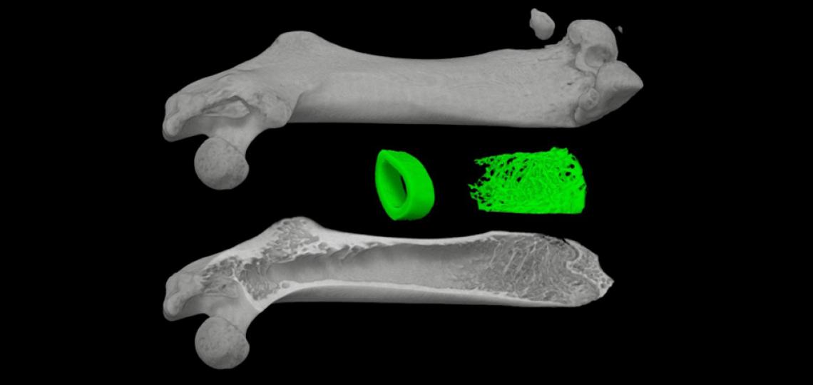 MicroCT Lab