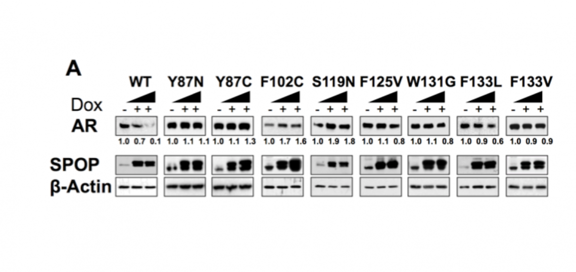 nmfig3