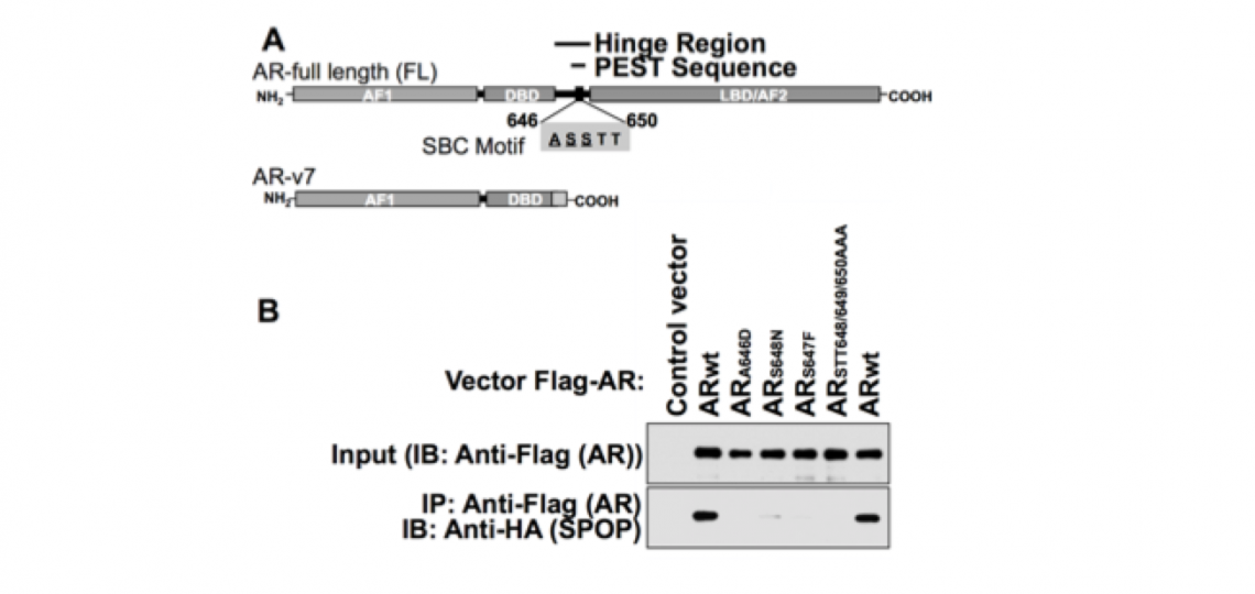 nmfig4