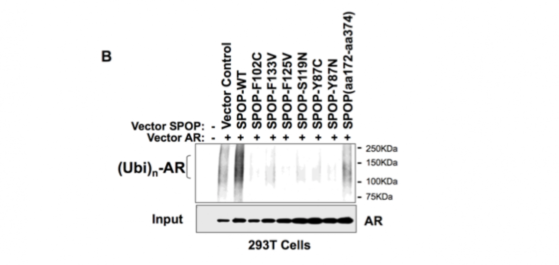 nmlabfig3b