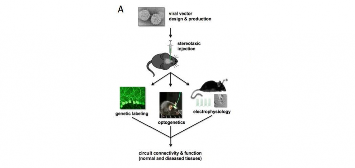 IDDRC Viral Vectors Core
