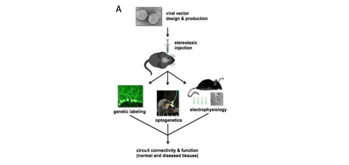 IDDRC Viral Vectors Core
