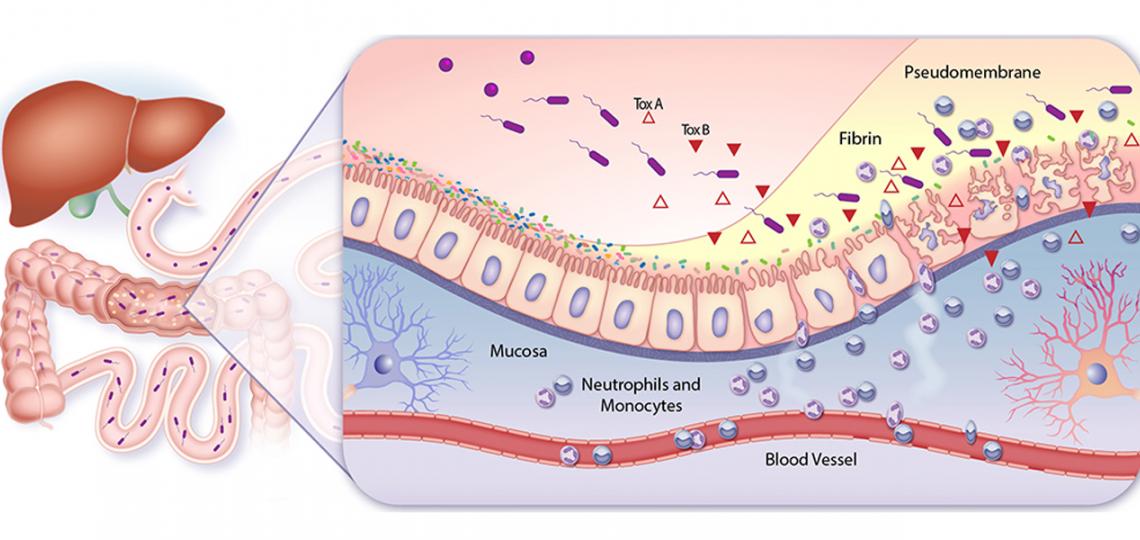 overview-figure-horizontal