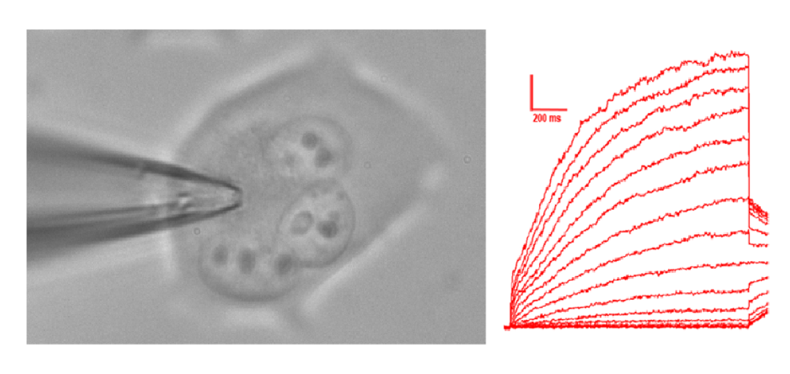 Whole cell voltage clamp recording of KCNQ2/3 channels