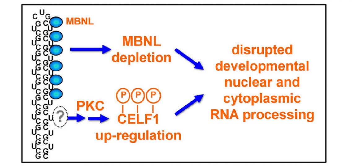Expanded CUG repeat RNA forms an imperfect hairpin that sequesters