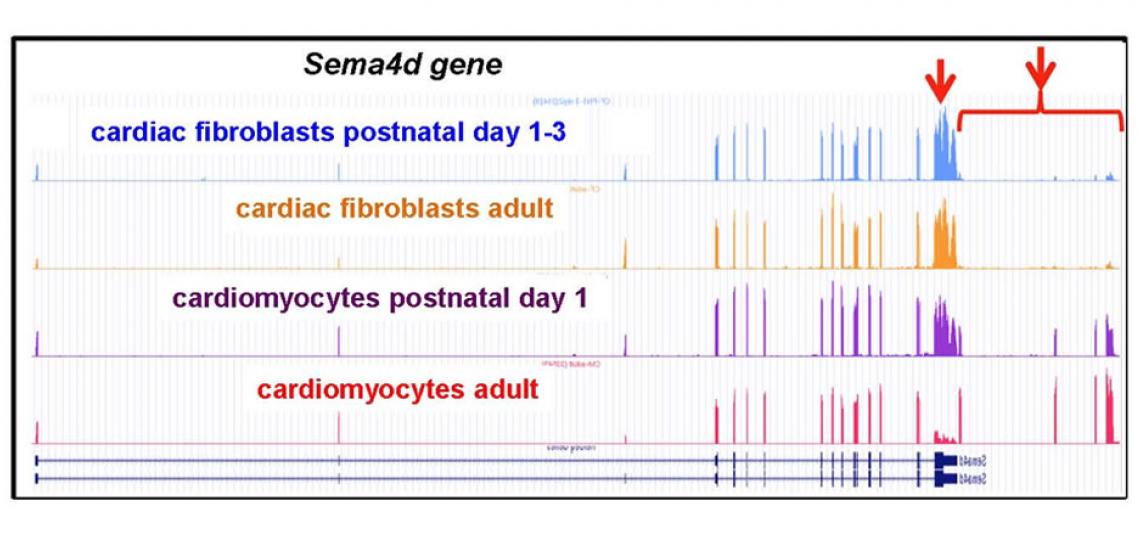 Sema4a transitions from a proximal to distal 3’ exons (red arrows) during postnatal cardiomyocyte development that are not used in cardiac fibroblasts.