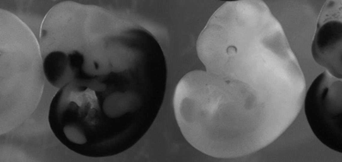 mouse embryos - Ray Russell lab