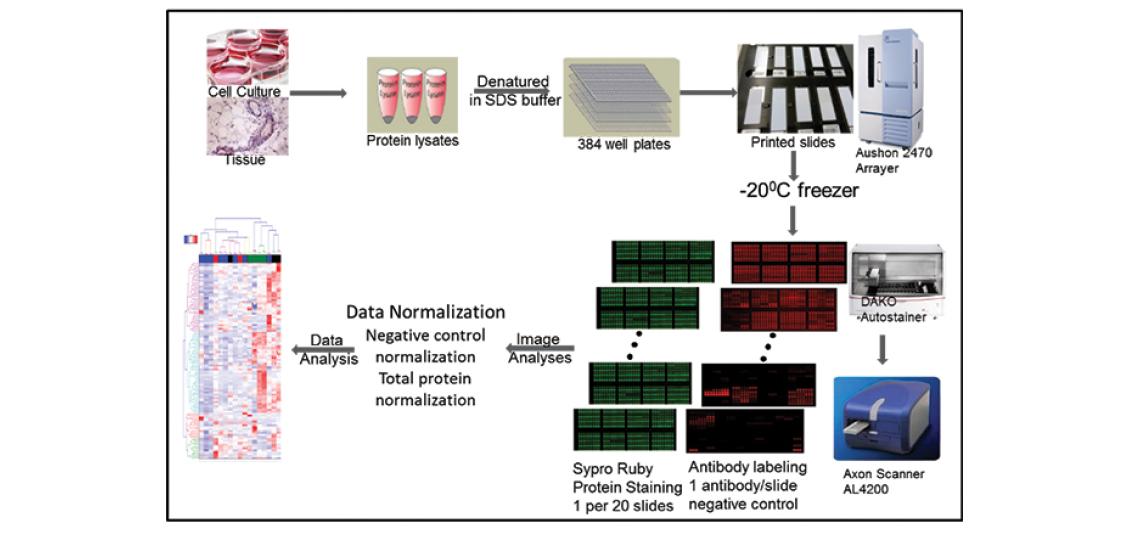 Reverse phase protein array