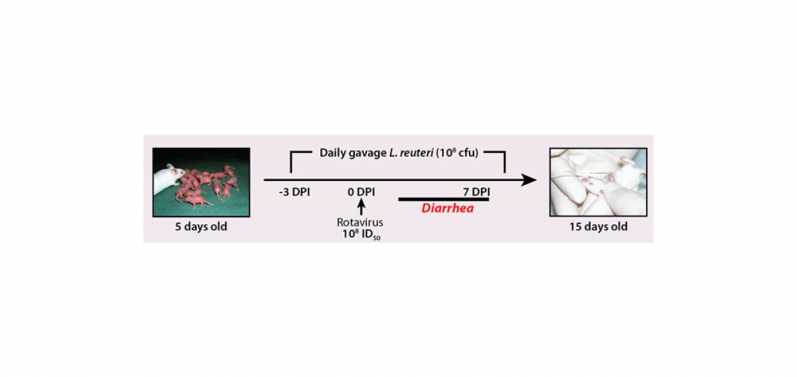 Transient presence of human-derived probiotic Lactobacillus reuteri increases microbiome richness and diversity and stimulates intestinal epithelial turnover in rotavirus-infected neonatal mice.