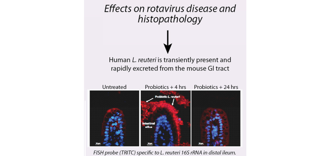Transient presence of human-derived probiotic Lactobacillus reuteri increases microbiome richness and diversity and stimulates intestinal epithelial turnover in rotavirus-infected neonatal mice.