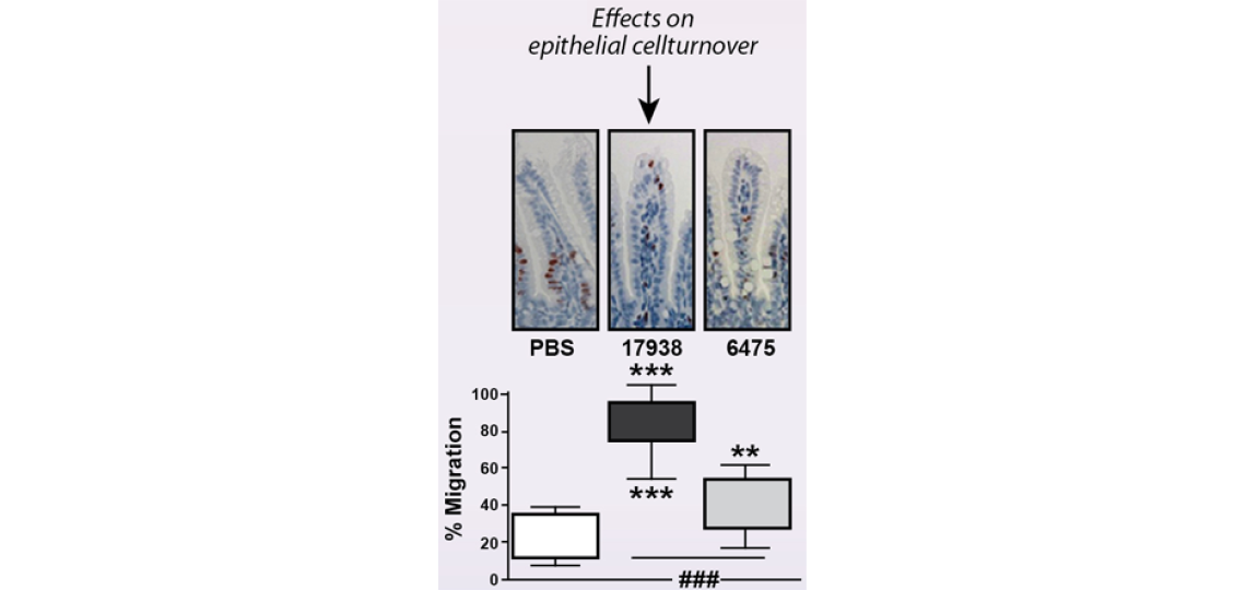Transient presence of human-derived probiotic Lactobacillus reuteri increases microbiome richness and diversity and stimulates intestinal epithelial turnover in rotavirus-infected neonatal mice.