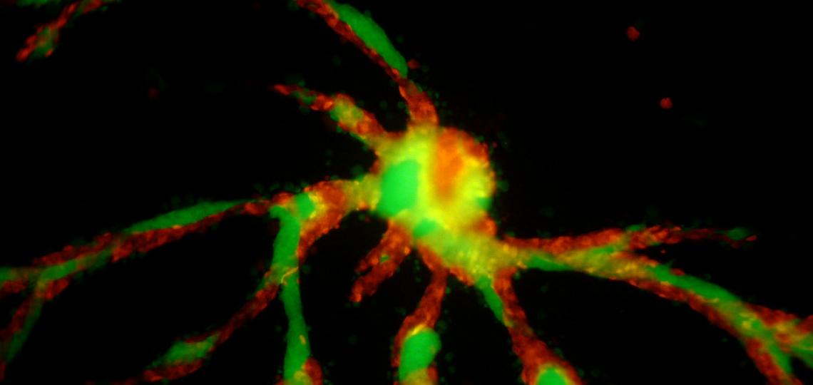 Shaulsky Kin Recognition