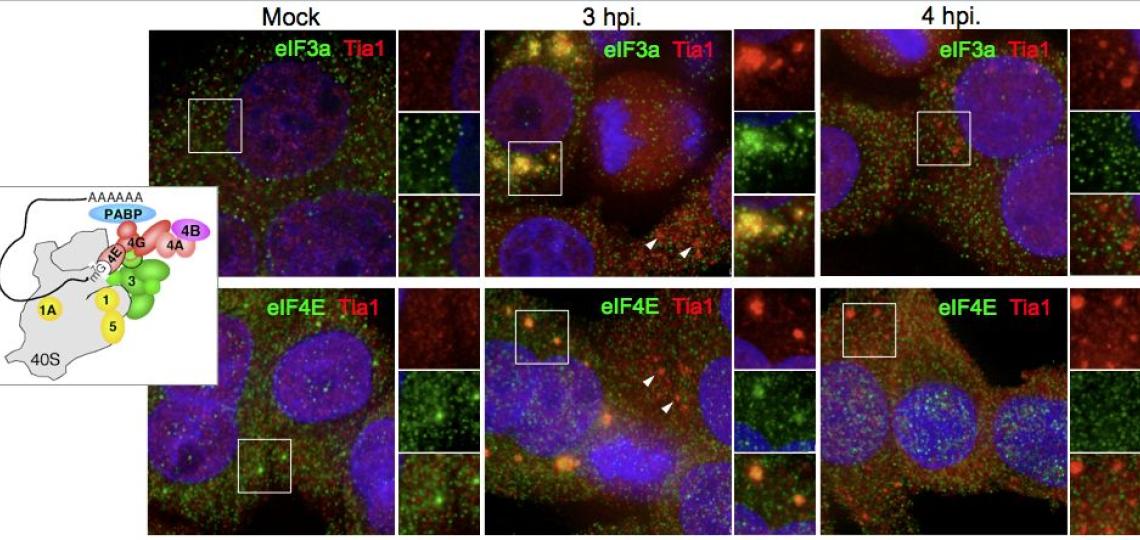 Virus Induced Stress Granules