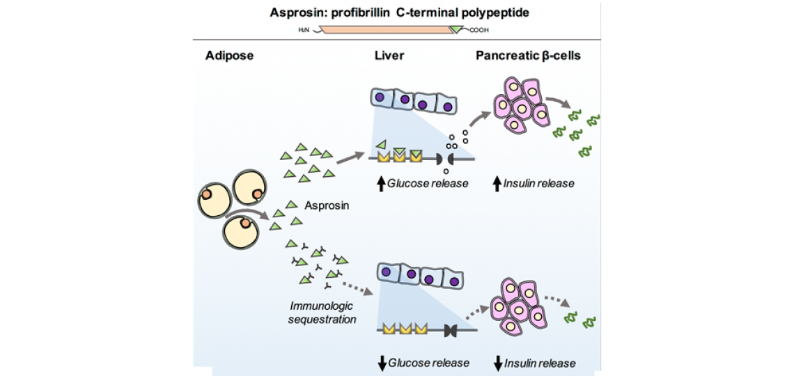 Asprosin