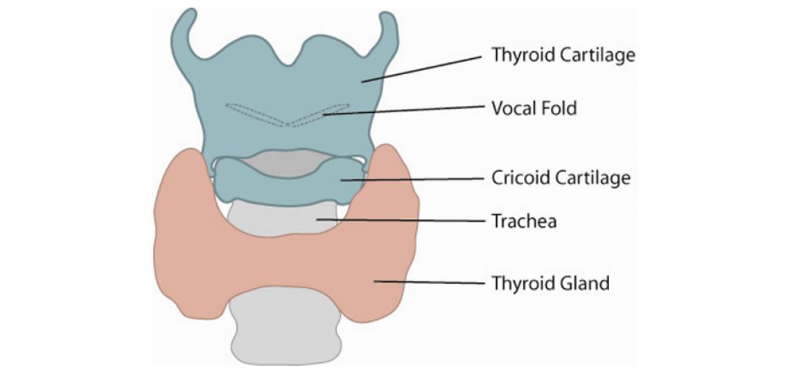 Illustration of thyroid cartilage, vocal fold, cricoid cartilage, trachea and thyroid gland. The subglottis is the area just beneath the vocal folds. (credit: Alexander Sevy, M.D.)